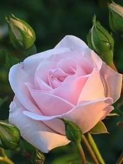 pink rose photo: Light pink rose pink_rose.jpg