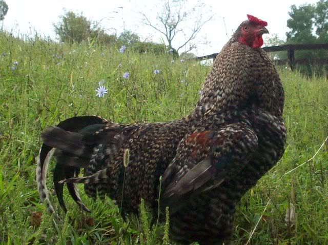 Black Sumatra Hen