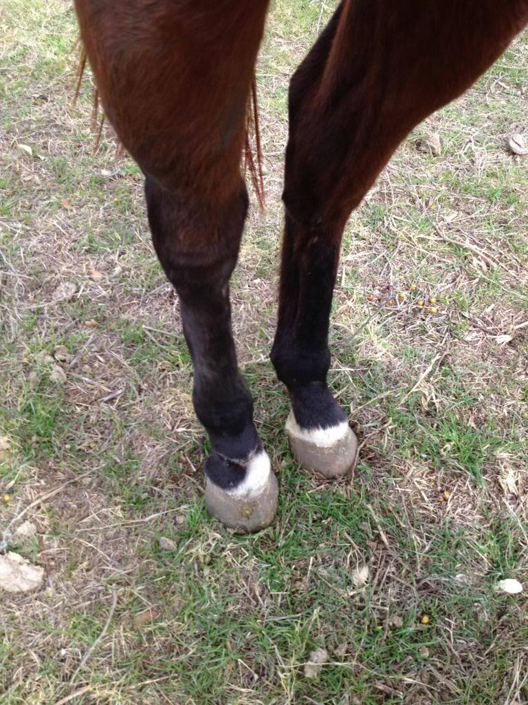 Pastern Injury On Filly **Graphic Photos** Page 7 The Horse Forum