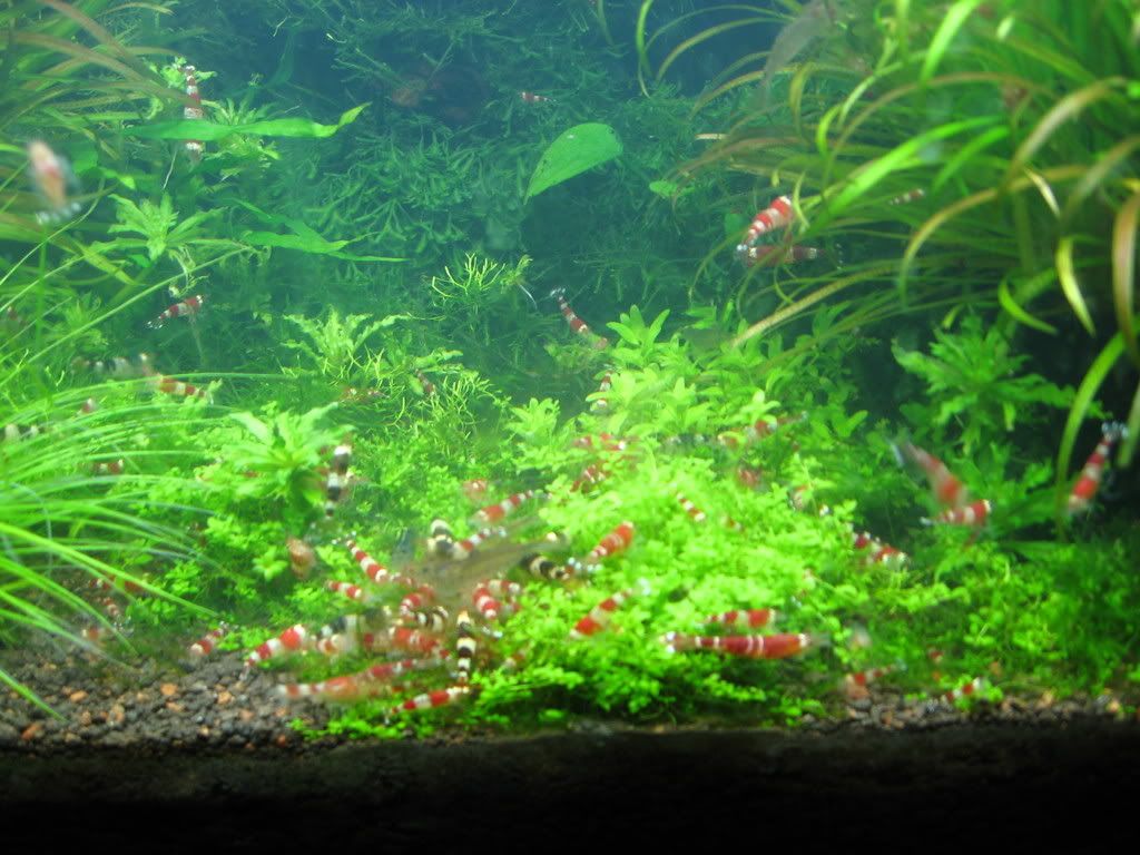 Monosolenium Tenerum Pianta Acquario: Coltura In Vitro, Sicura Per Gamberetti E Senza Lumache - Foto 2