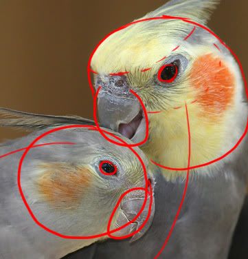 Cute Cockatiels are Cute WIP Cute Cockatiels are Cute WIP
