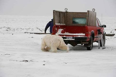 Snopes Polar Bear Attack Alaska