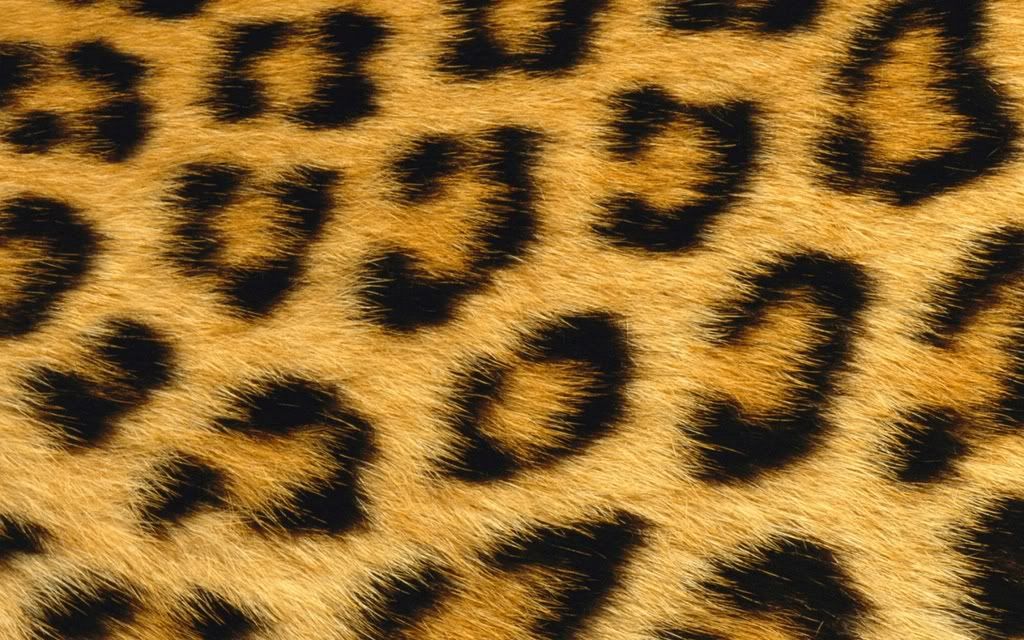 leopard print desktop