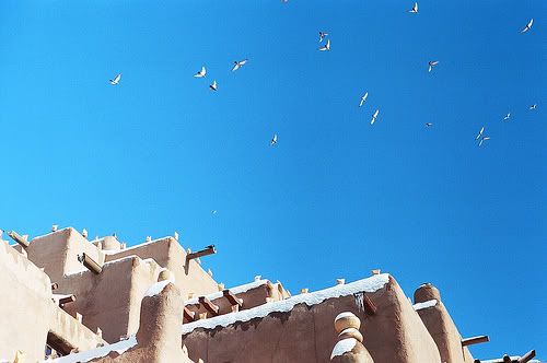 2140437518_f207c34e1d.jpg seagulls flying above a building image natattack19