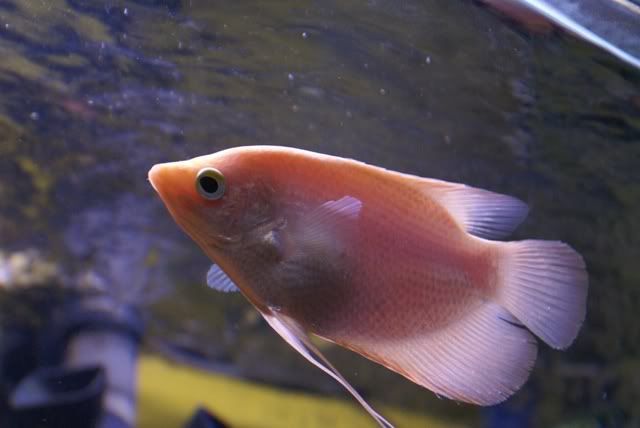 gggourami.jpg