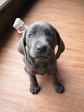 th_Puppy_Megsmall.jpg