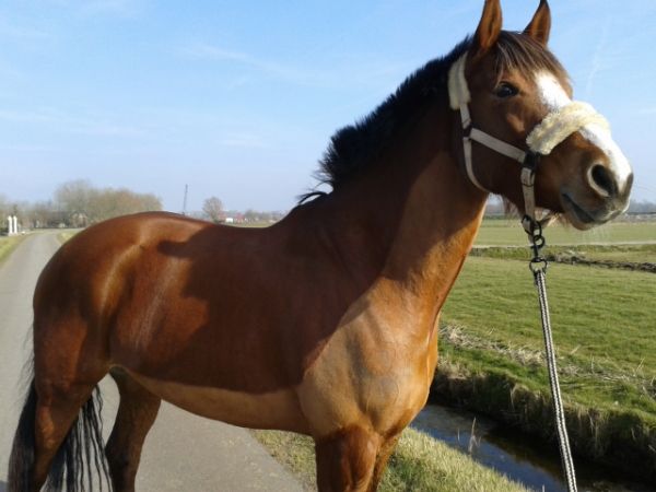 Afbeelding