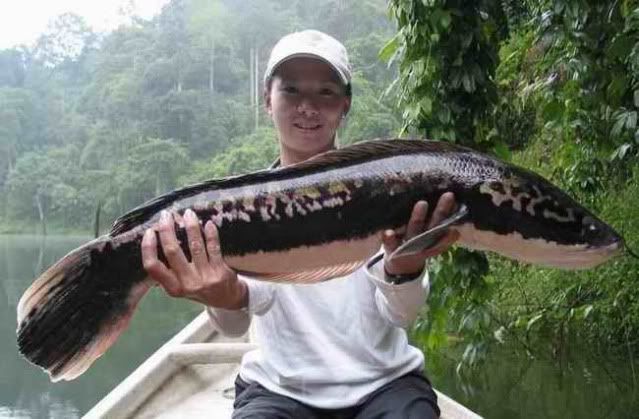 Snakehead Fish, Snakehead Fish Informations, Snakehead Fish Pictures