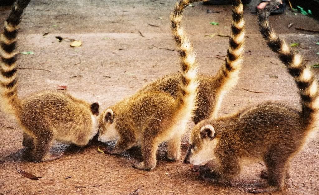 coatis.jpg