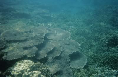 corais01.jpg