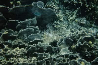 corais04.jpg