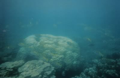 corais05.jpg