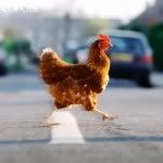 Chicken Crossing The Road Pictures, Images and Photos