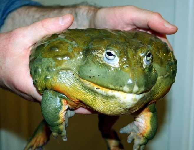 Giant Frogs Reptile Forums