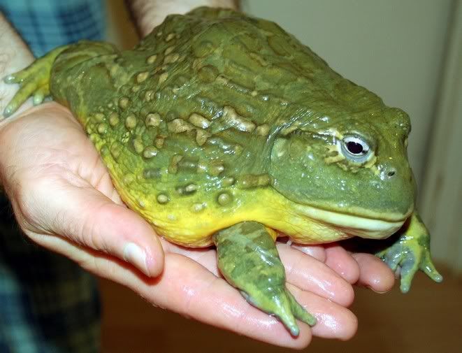 Giant Frogs Reptile Forums