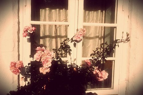 flowers-roses-window-Favimcom-209798 Pictures, Images and Photos