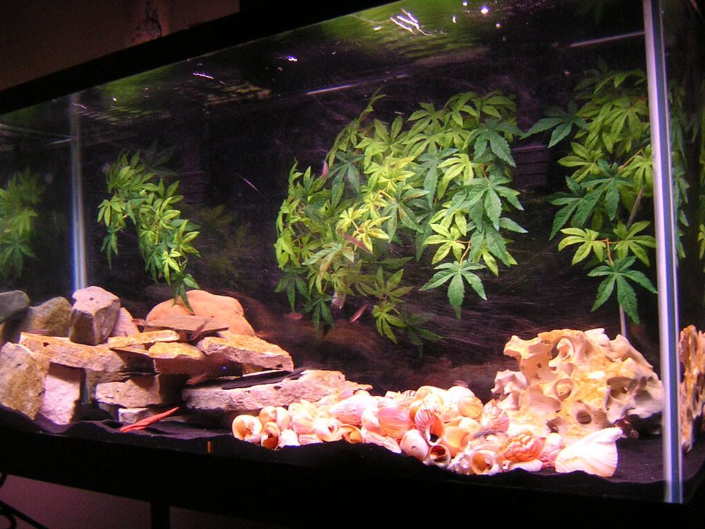 Lake+tanganyika+cichlids+list