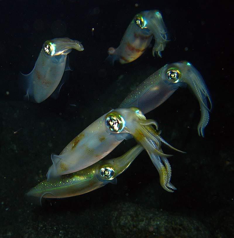 Bigfin-squid-group-Kona-3.jpg