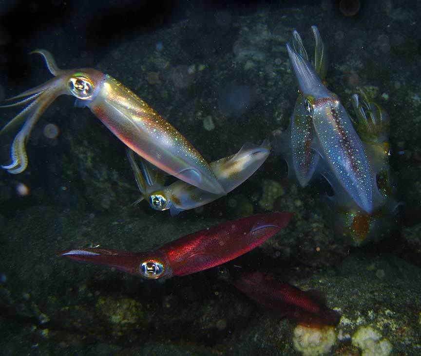 bigfin-squid-group-kona.jpg