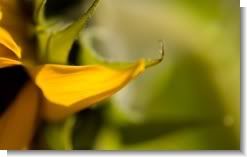 Sunflower wallpaper