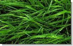 Green Forever