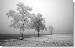 Frozen Trees