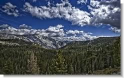 Plenty of Trees