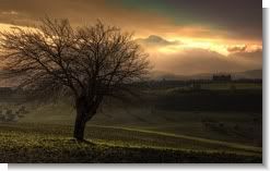 Tree and the Mountain