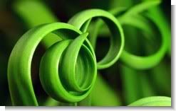 Green Hoops