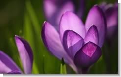 Crocus