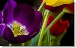 A Tulip's Voice