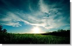 Grassy Sunset