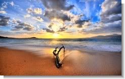 Driftwood
