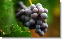 Harvest Grapes