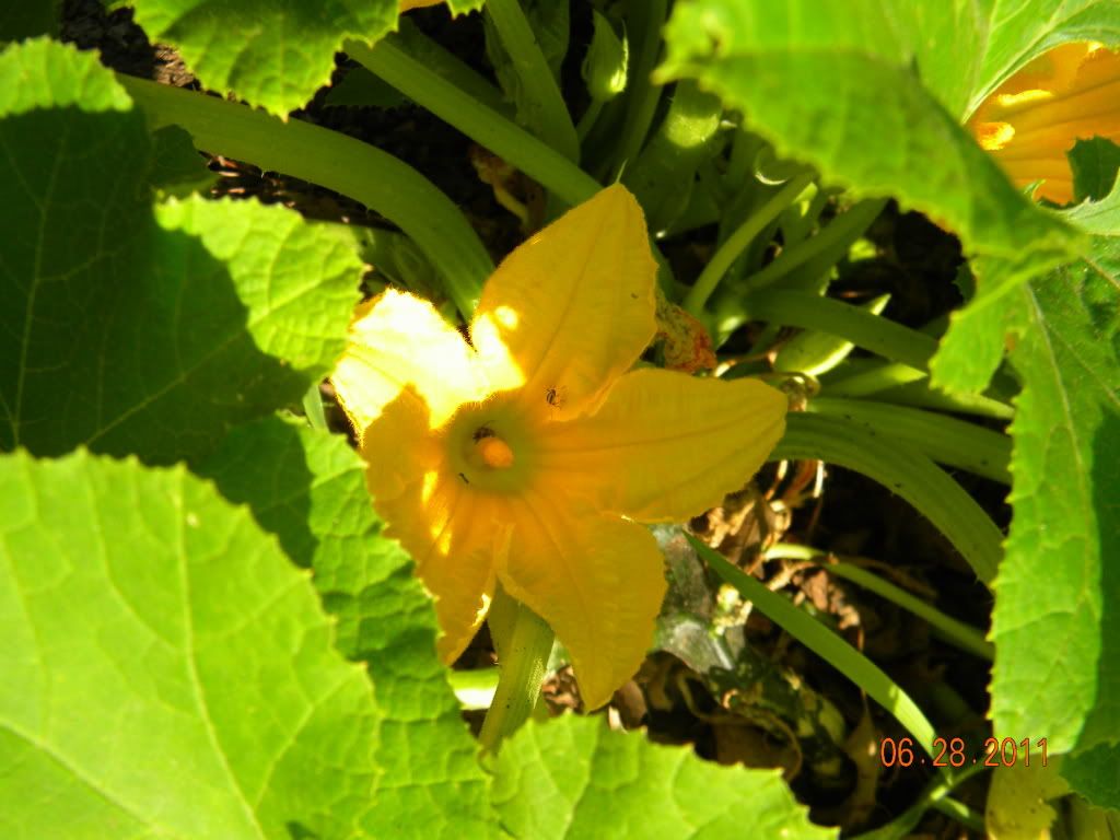 patty pan