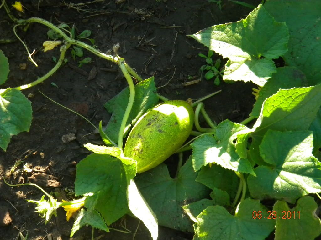 cucumber