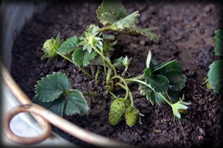 container gardening