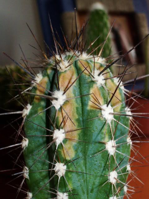 imgp2079.jpg