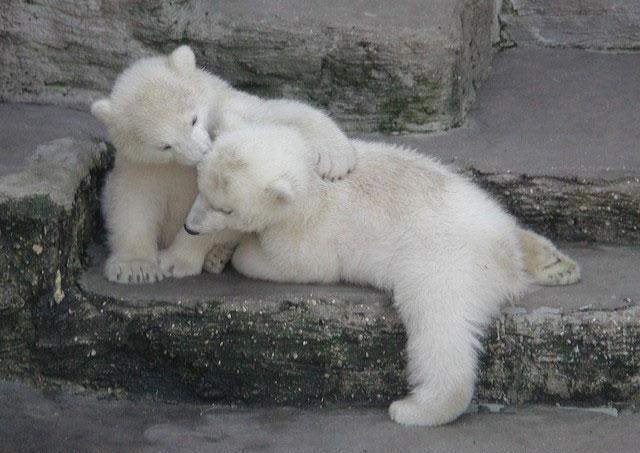 Polar_bear_cubs.jpg