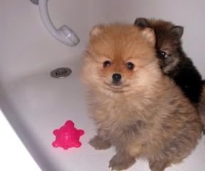 Baby Pomeranians Pictures