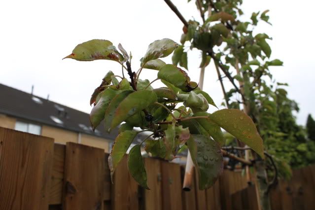 blaadjesziekeboom.jpg?t=1310639544
