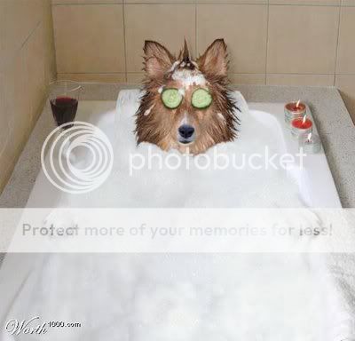 Dog_Bubble_Bath.jpg