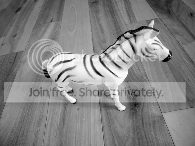 le zebre