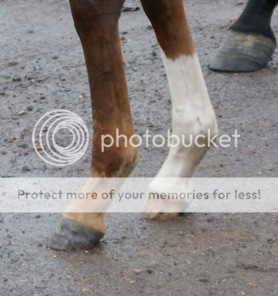 Horseadvice Com Equine Horse Advice Club Foot In 5 Month Old Foal